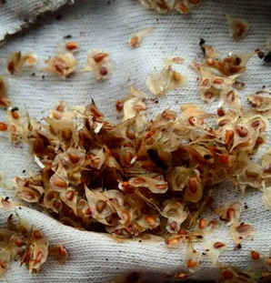 蝴蝶花毛茛催芽成功，花毛茛种子怎样催芽