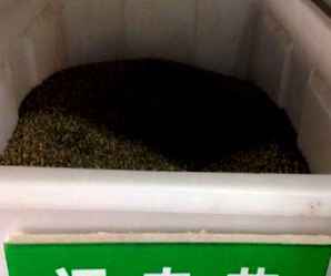 福寿花种子的播种时间，福寿花种子