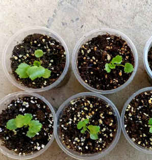 蝴蝶花毛茛催芽成功，花毛茛种子怎样催芽