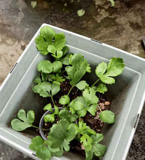 蝴蝶花毛茛催芽成功，花毛茛种子怎样催芽