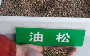 油松种子怎么发芽，油松种子育苗方法