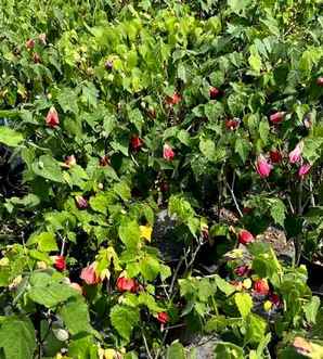 灯笼风铃花耐寒吗，日本风铃花耐寒吗