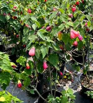 日本风铃花的养殖方法，日本风铃花属于灌木吗