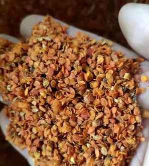 栀子花种子，栀子花种子种植方法