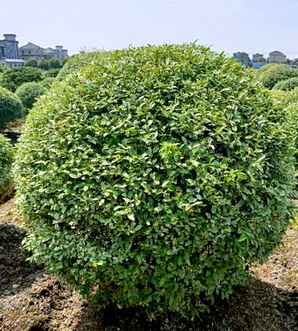 金姬小蜡球种植效果，金姬小蜡球种植方法