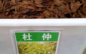 杜仲种子的种植方法