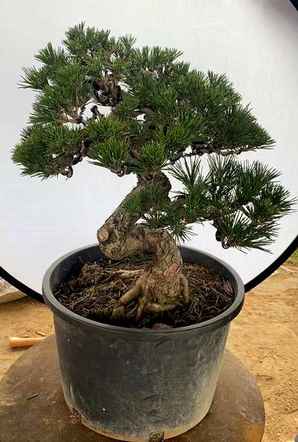 黑松童子功盆怎么修剪造型，日本冬季黑松修剪技术视频