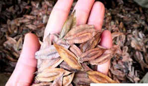杜仲种子的种植方法