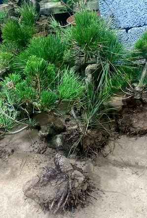 黑松童子功盆怎么修剪造型，日本冬季黑松修剪技术视频