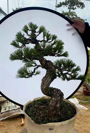 黑松盆景怎么提高成活率最快，黑松童子功盆景种植方法