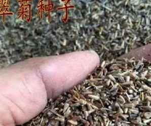株洲翠菊种子，翠菊矮杆种子