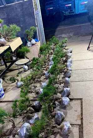 黑松盆景怎么提高成活率最快，黑松童子功盆景种植方法