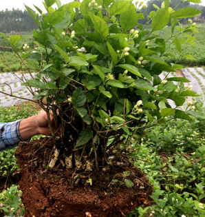 茉莉种子的种植方法，双色茉莉结种子吗
