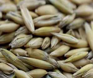 燕麦种子，燕麦种子价格是多少钱一斤