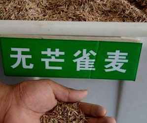 无芒雀麦种子厂家怎么联系，无芒雀麦种子