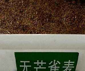 无芒雀麦种子厂家怎么联系，无芒雀麦种子
