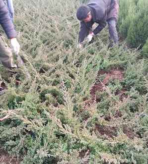 沙地柏与铺地柏类似植物，沙地柏和铺地柏有什么区别