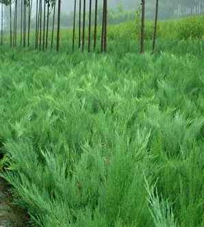沙地柏与铺地柏类似植物，沙地柏和铺地柏有什么区别