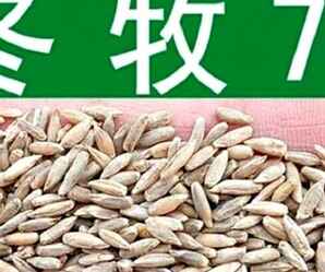 冬牧种子，适合冬牧的肥源