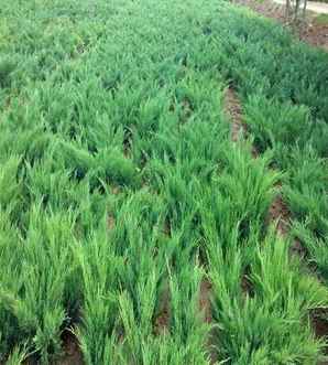 沙地柏与铺地柏类似植物，沙地柏和铺地柏有什么区别