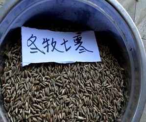 冬牧种子，适合冬牧的肥源