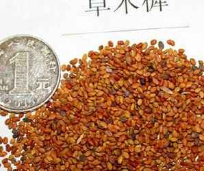 草木犀种子，草木犀种子几月成熟