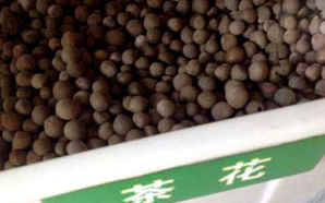 茶花凤仙种子怎么种，茶花种子价格及图片