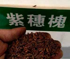 白银紫穗槐种子，紫穗槐带壳种子