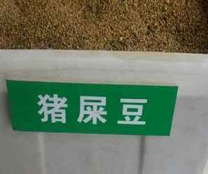 猪屎豆种子怎么吃，猪屎豆种子