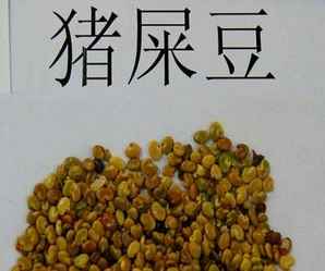 猪屎豆种子怎么吃，猪屎豆种子