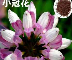 小冠花种子，小冠花种子售价
