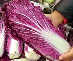 紫白菜种植方法，紫白菜种子价格