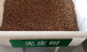 光皮树种子如何育苗，光皮树种子可以种植吗