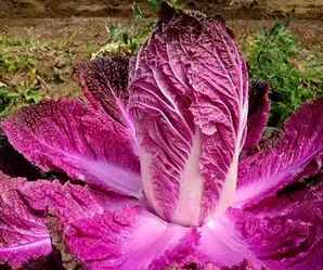 紫白菜种植方法，紫白菜种子价格