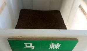 马棘种子，马棘种子收购