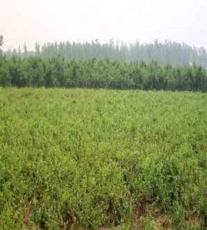 金银花小苗多久才能开花，金银花怎么修剪才开花多