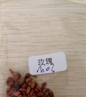 玫瑰花种子什么样，玫瑰花种子怎么种