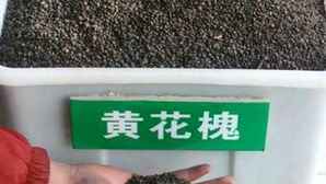 黄花槐种子图片大全，好黄花槐种子