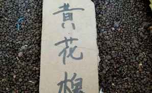 黄花槐种子，黄花槐种子育苗时间