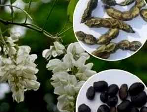 黄花槐种子，黄花槐种子育苗时间