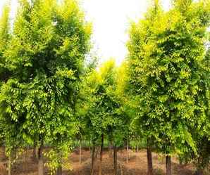 金叶榆球属于常绿灌木植物吗，金叶榆球是常绿吗