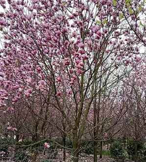 紫玉兰花花期长吗怎么养护好呢，紫玉兰养护方法