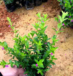 满天星植物基地，河南满天星花海基地