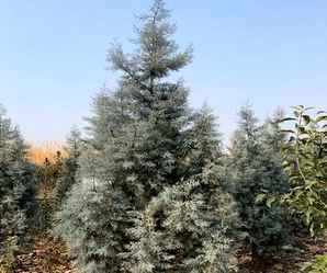 蓝冰柏种植方法，蓝冰柏