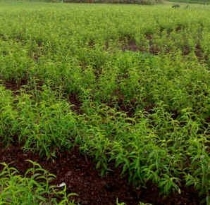 桃树主干形种植视频，黄桃树什么时候种植