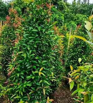 红车适合家庭养殖吗，红车种植间距