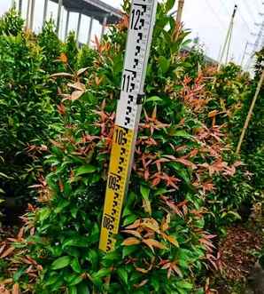 红车适合家庭养殖吗，红车种植间距