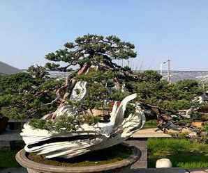 高端日本系鱼川真柏盆景，系鱼川真柏盆景