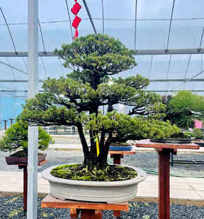 五针松盆景，五指松盆景直播