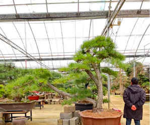 地景黑松供求信息及价格，黑松地景盆景批发多少钱